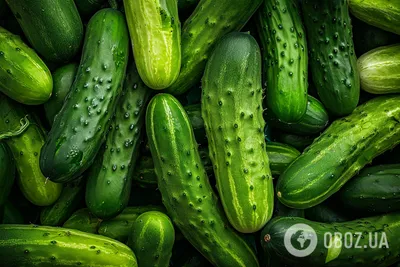 Желтеют огурцы: что делать и как спасти урожай