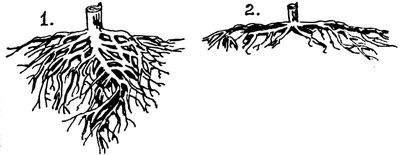 Сосна и свои корни стоковое изображение. изображение насчитывающей  вертикально - 99911795