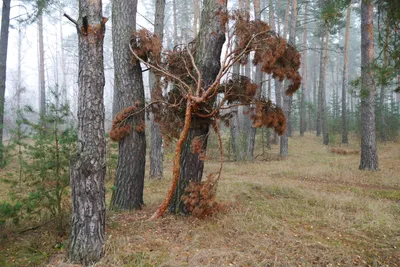 Сосна густоцветковая на Гамове