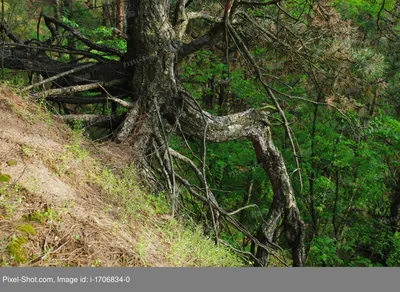 Сосны и их корни. :: Лия ☼ – Социальная сеть ФотоКто