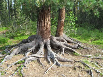 Повреждения корней деревьев: можно ли их спасти? - Дендроплан