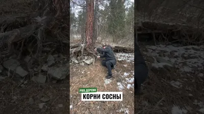 Корни деревьев и повреждения фундамента, дорожек, водопровода. Профилактика  и решение проблем. Фото — Ботаничка