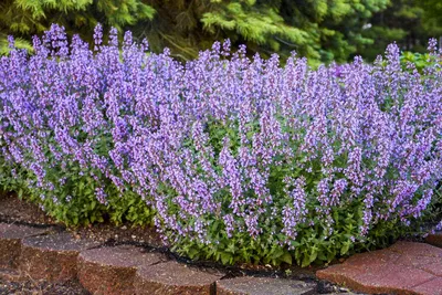 Котовник Фассена Six Hills Giant - Котовник Фассена - Котовник -  Многолетники - Растения - Каталог - marusin-sad.com