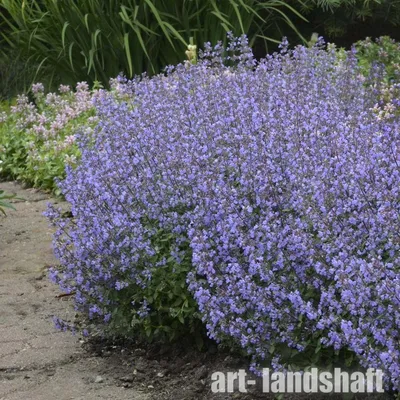 Котовник полусидячий Nepeta subsessilis - купить сорт в питомнике, саженцы  в Санкт-Петербурге
