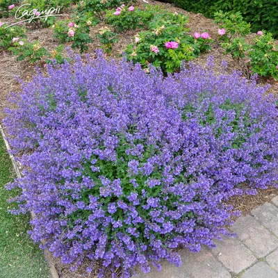 Котовник Фассена 'Blue Wonder' | Купить саженцы по цене от 990 с доставкой  в питомнике Алексеевская Дубрава