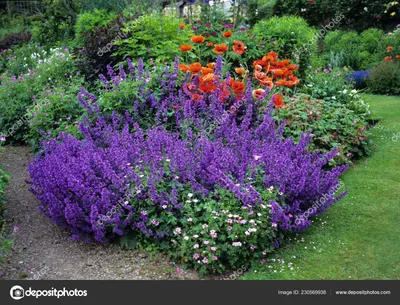 Котовник жилковатый (Nepeta nervosa Blue Moon)