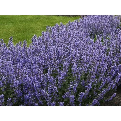 Котовник фассена 'Purrsian Blue', купить в питомнике, Времена года Лесколово