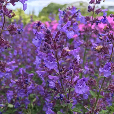 Котовник полусидячий Nepeta subsessilis - купить сорт в питомнике, саженцы  в Санкт-Петербурге