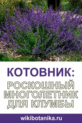 Купить Котовник фассена Блю Вандер — от НПО Сады Росcии с доставкой