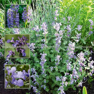 Саженцы Котовник Фассена `Walker's Low` из питомника растений Гринстрана  купить по цене от 500 рублей | Описание, фото, доставка, консультация —  Гринстрана.ру