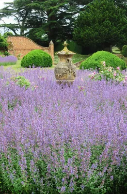 Котовник Фассена (Nepeta faassenii `Purrsian Blue`) - Котовник Фассена -  Котовник - Многолетники - Каталог - LESKOVO-PITOMNIK.ru