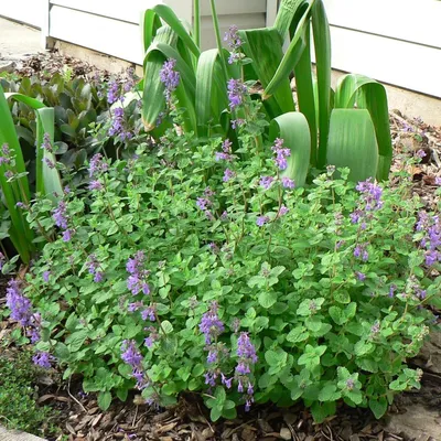 Котовник жилковатый Нептун Nepeta nervosa Neptune - купить сорт в  питомнике, саженцы в Санкт-Петербурге
