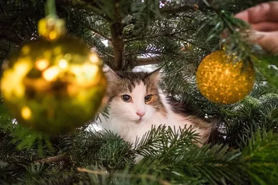 Коты и елки фото фотографии
