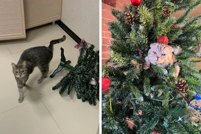 🎄Елка кошкам не игрушка: как обезопасить питомца от поедания иголок, а  елочные игрушки — от кошки? Как защитить елку от кошки