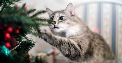 Коты и елки и игрушки