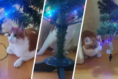 Почему коты атакуют новогоднюю елку, чем это опасно, как защитить питомца