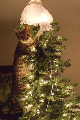 Почему коты атакуют елку?