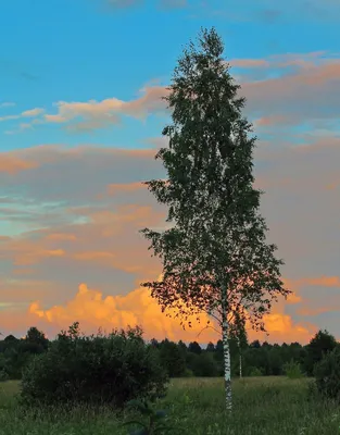 Красивый Пейзаж С Белыми Березками. Березы В Ярком Солнечном Свете.  Березовая Роща Осенью. Стволы Березы С Белой Корой. Березы Стволы.  Фотография, картинки, изображения и сток-фотография без роялти. Image  69809836