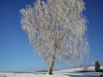 Красавица -береза» — создано в Шедевруме