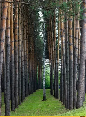 красивый березовый лес в окружении осенних деревьев, березовая роща фон  картинки и Фото для бесплатной загрузки