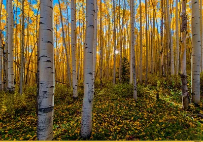Красивые березы в летнем лесу Стоковое Изображение - изображение  насчитывающей временя, естественно: 106494523