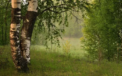 Красивая Береза На Берегу Озера Дерево На Фоне Поверхности Воды — стоковые  фотографии и другие картинки Без людей - iStock