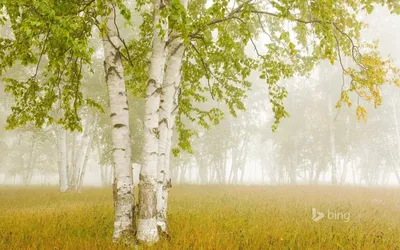 Молодая берёза | Пейзажи, Фотографии, Природа