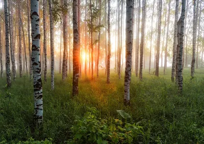 482 967 рез. по запросу «Березовый лес» — изображения, стоковые фотографии,  трехмерные объекты и векторная графика | Shutterstock
