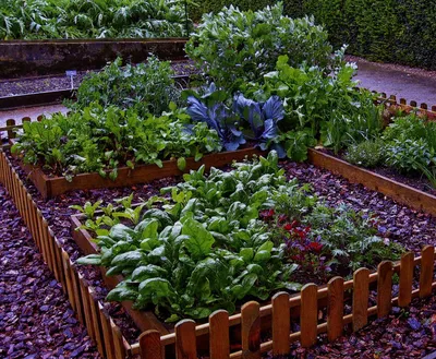 Красивые грядки в саду. ТОП 12 лучших фото | Horta orgânica em casa, Hortas  pequenas, Idéias de jardinagem