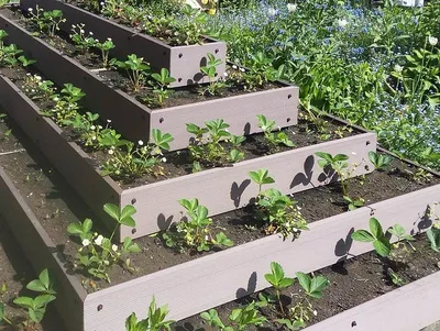 Как сделать красивые грядки на даче – новости компании FINGARDEN