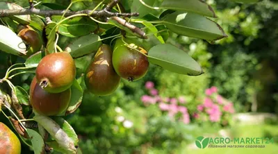 the lime walk: PRIEURE D' ORSAN - LOIRE VALLEY - MY FAVOURITE GARDEN