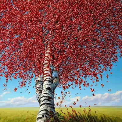 Betula pubescens f. rubra T.Ulvinen – Береза пушистая ф. красная -  Полярно-альпийский ботанический сад-институт им. Н.А. Аврорина