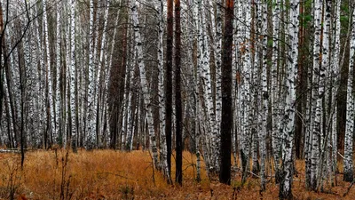 картинки : Береза, зима, снег, белый, дерево, Canoe birch, хобот, Древесное  растение, окружающая среда, Northern hardwood forest, филиал, swamp birch,  American aspen, Красная сосна, Роща, Семейство березы, sweet birch, Ветка,  Умеренный широколиственный