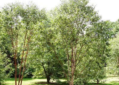 Популярные сорта березы 🌳 Купить саженцы с доставкой