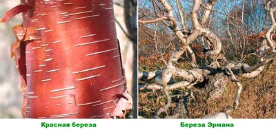 картинки : Береза, Поляна, утро, дерево, окружающая среда, Northern  hardwood forest, Роща, Ель еловый лес, Древесное растение, Красная сосна,  Биома, Умеренный широколиственный и смешанный лес, Тропические и  субтропические хвойные леса, хобот, Природный