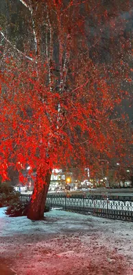 Берёза крашеная красная (Berken painted red)