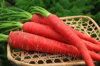 Купить - Морковь Чурчхела Красная/Сем Алт/цп 0,2 гр. НОВИНКА!. Alsemya.ru -  интернет магазин семян и саженцев, газонов и удобрений!