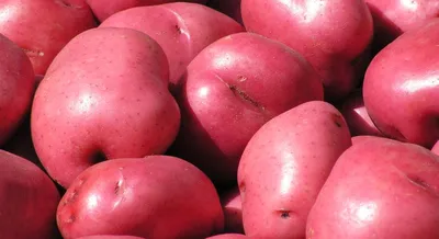 Характеристика сорта картофеля Ред Леди | Картофель, Капуста, Лед