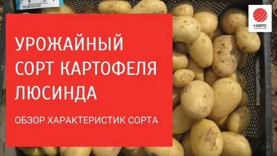 Сорт картофеля Ред Скарлетт: характеристика | Дачный уход | Дзен