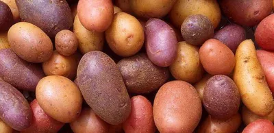 Какая картошка лучше всего подходит для жарки?