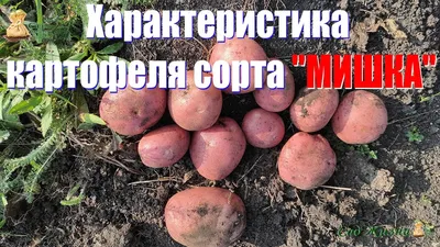 Селекционеры Приморья вывели новые сорта картофеля — Твой Дальний Восток