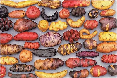 Чем отличаются белый, желтый, красный виды картофеля: правду знают единицы