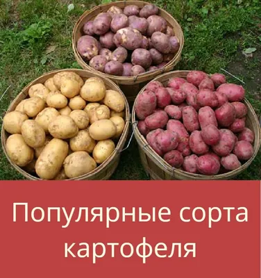 История выращивания картофеля. Новая рубрика для всех стран мира — Новости  картофеля