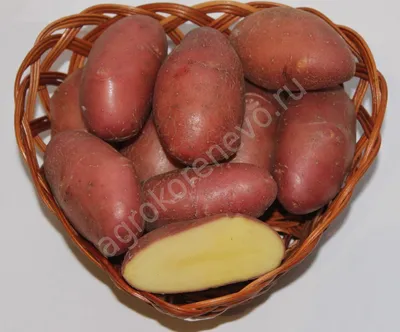 Описание лучших сортов картофеля