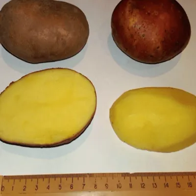 Сорта картофеля - Жуковский ранний Голубизна Никулинский