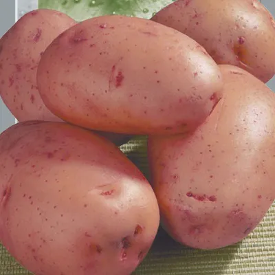 Семена картофеля Дива, 0.02 г, Seedera | Семена картофеля