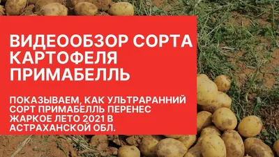 Покупайте голландские сорта картофеля с доставкой