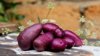 Краса семена картошки купить Seedera, цена в интернет-магазине Супермаркет  Семян