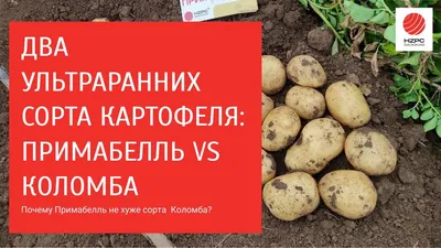 NovoVita - ЧЕМ КРАСНЫЙ КАРТОФЕЛЬ ОТЛИЧАЕТСЯ ОТ БЕЛОГО 🥔⁉️ На прилавках  магазинов и рынков можно увидеть разные виды картофеля. Чаще всего к  продаже предлагается белый и красный картофель. Многие хозяйки считают, что