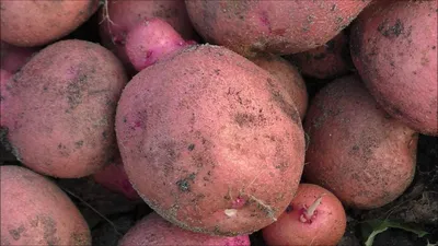 Новое поколение картофеля представлено в Украине.